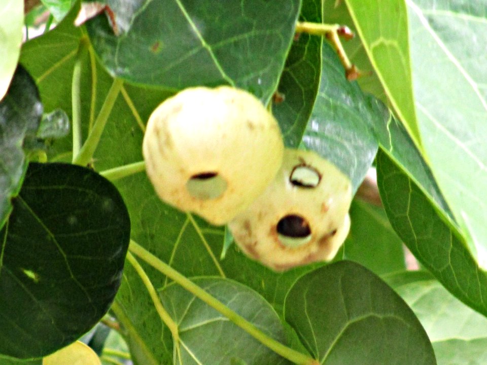 Chinese lantern tree (Hernandia nymphaeifolia) fruits