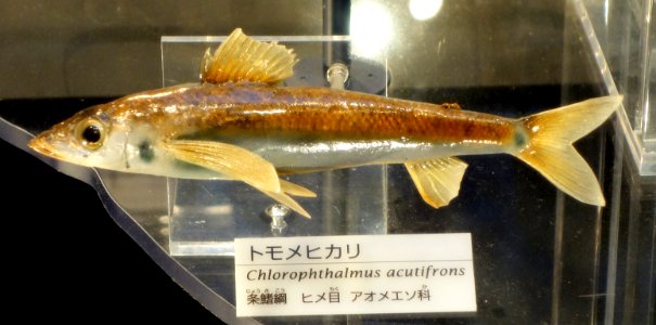 Chlorophthalmus acutifrons - National Museum of Nature and Science, Tokyo - DSC06880