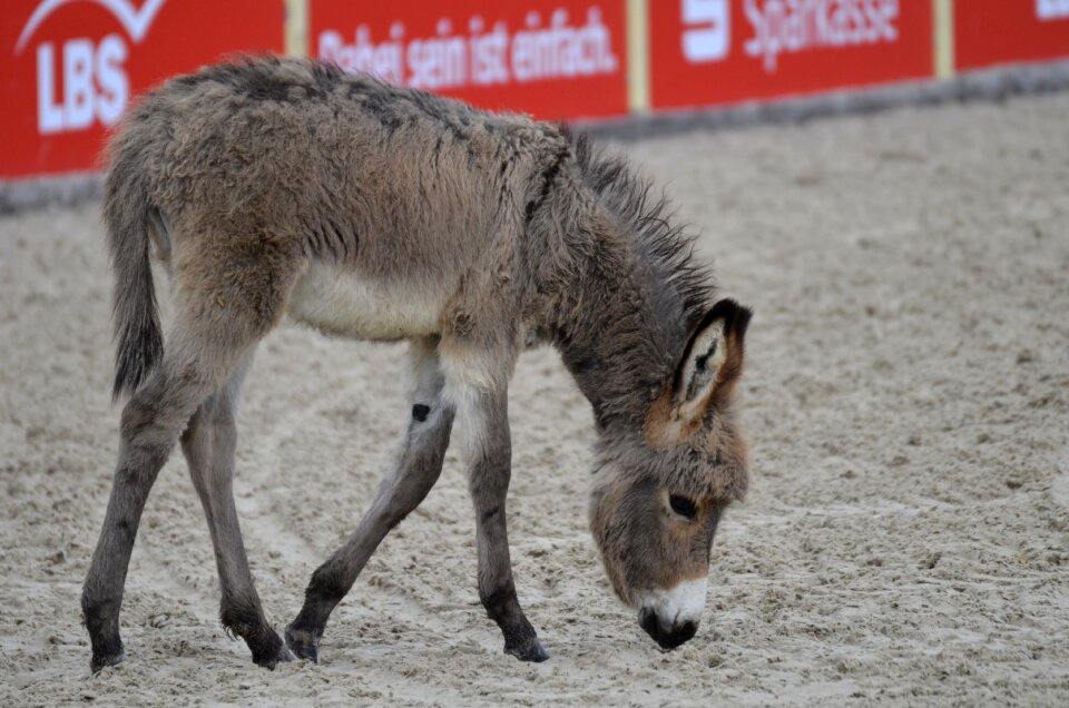 Main and state stud marbach stallion parade in 2017 donkey foal