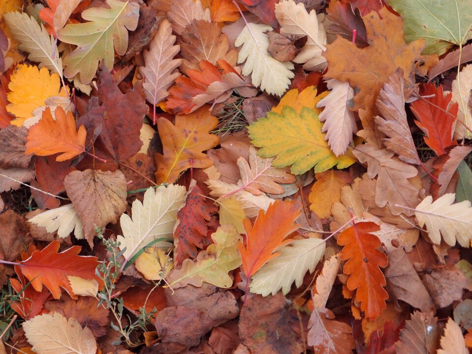 Autumn leaves autumn leaf yellow leaves