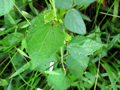 Caesarweed (Urena lobata) leaves