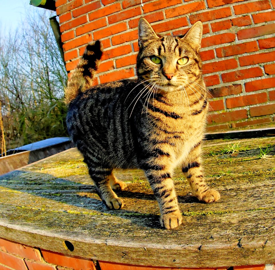 Animal cute perspective
