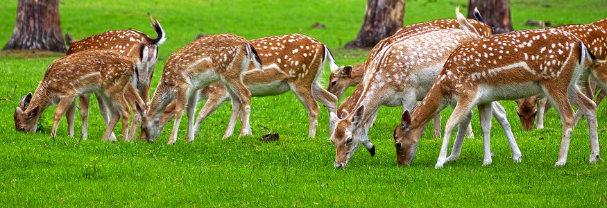 Shell wild low wild ruminant