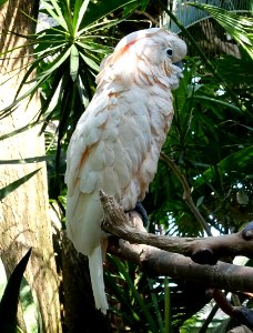 Cacatua moluccensis - Bloedel Floral Conservatory, Queen Elizabeth Park - Vancouver, Canada - DSC07547