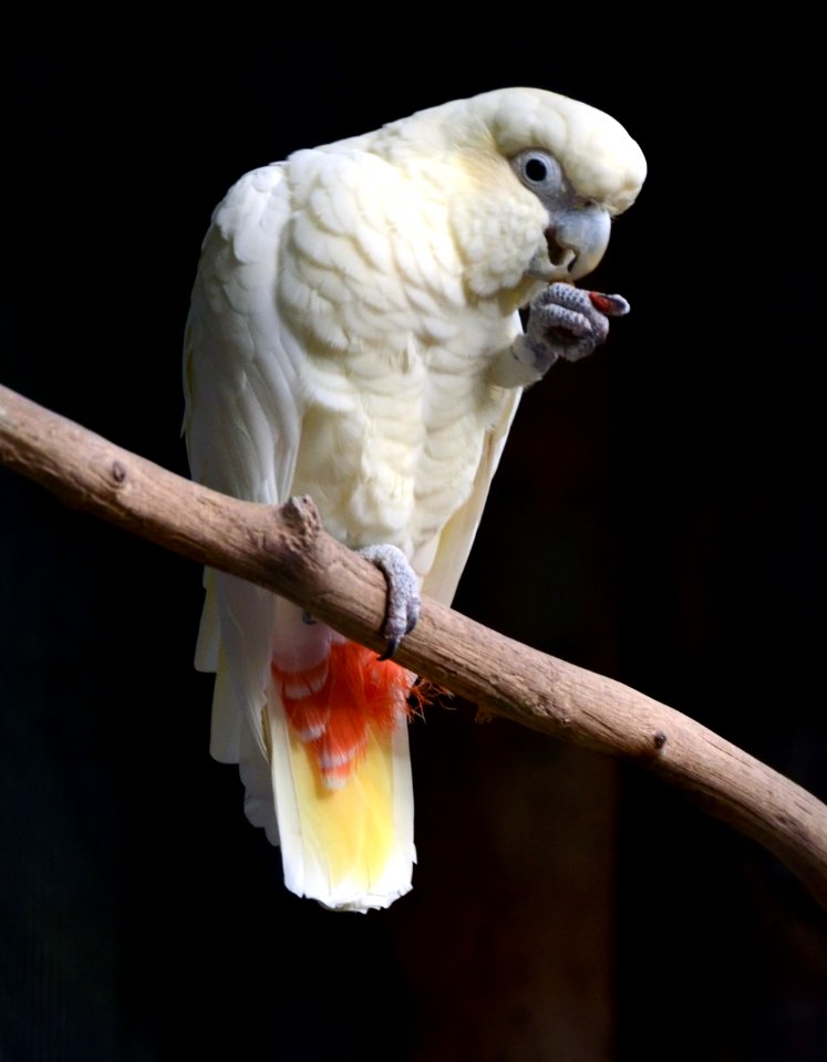 Cacatua haematuropygia Parc des Oiseaux 21 10 2015 1