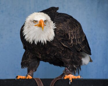 Raptor eagle bird photo