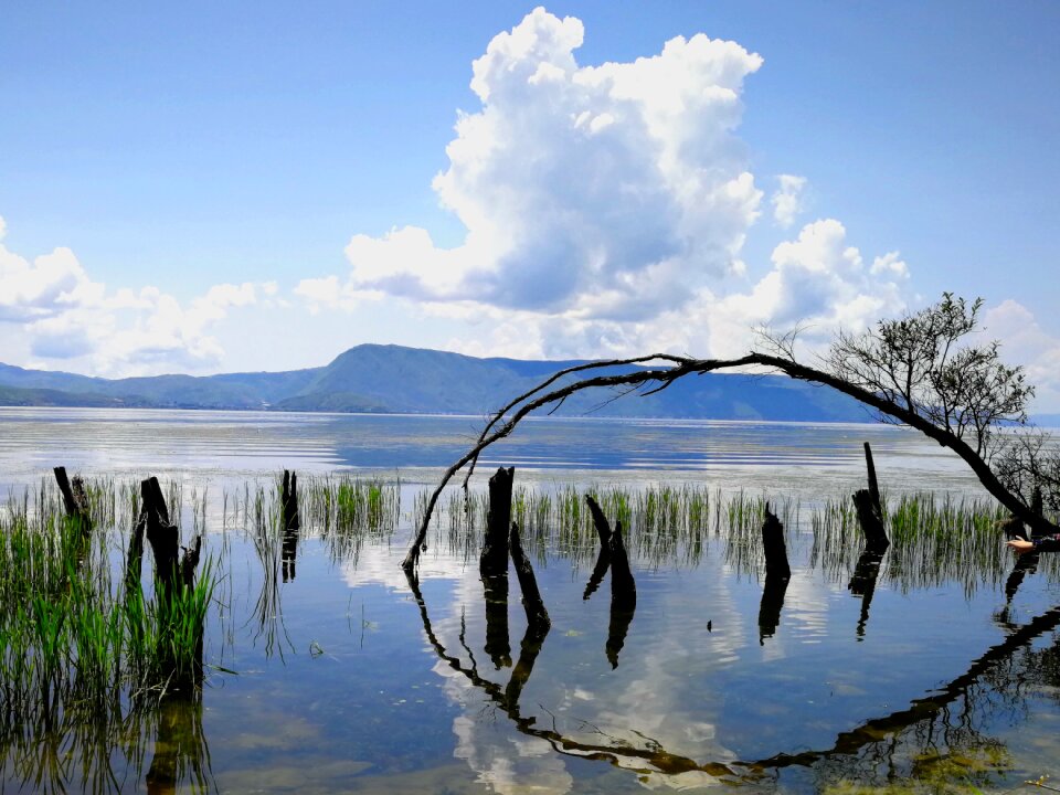Reflection tree cloud