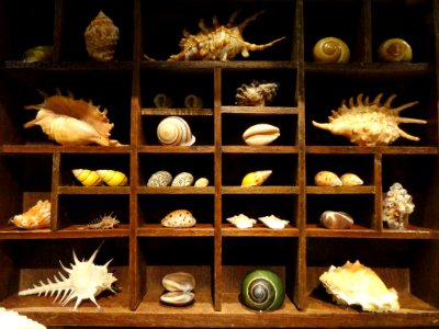 Cabinet of curiosities - National Geographic Museum - DSC05069 photo
