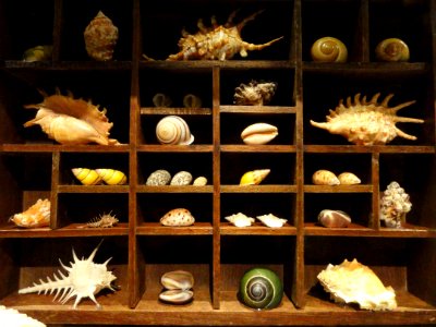 Cabinet of curiosities - National Geographic Museum - DSC05069