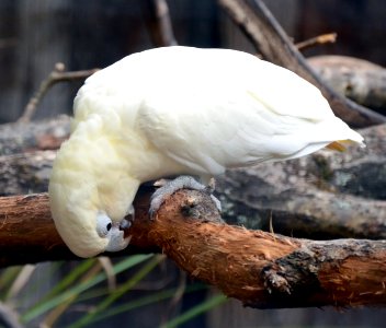 Cacatua haematuropygia Parc des Oiseaux 21 10 2015 2