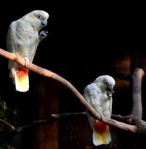 Cacatua haematuropygia Parc des Oiseaux 21 10 2015 3