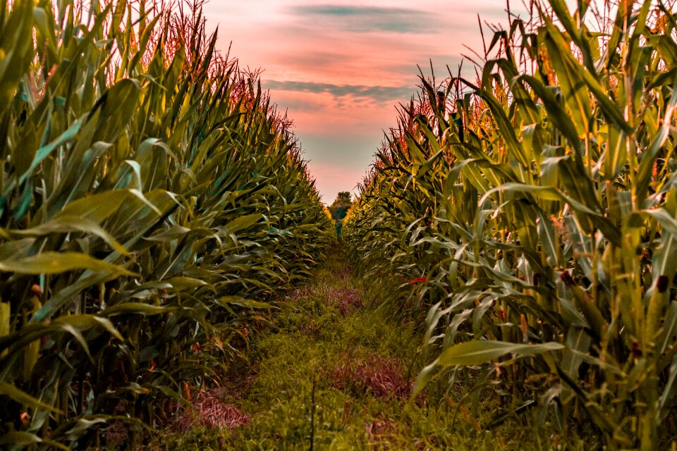 At the court of sky corn