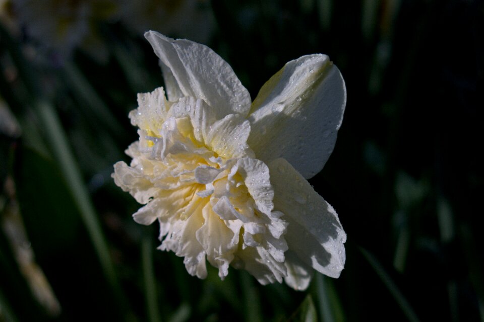 Nature plant white blossom