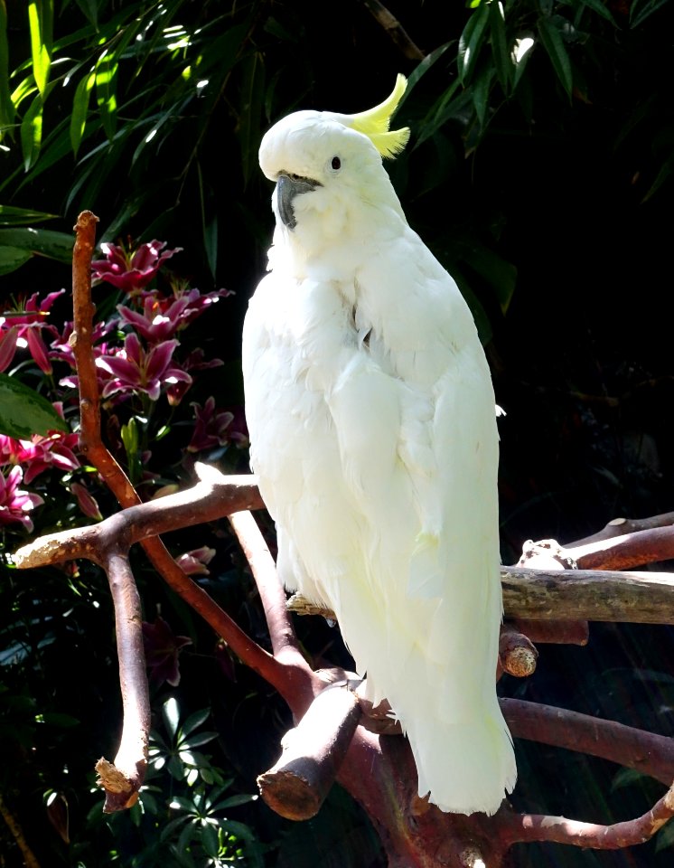 Cacatua galerita galerita - Bloedel Floral Conservatory, Queen Elizabeth Park - Vancouver, Canada - DSC07540