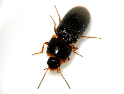 Cidnopus-quercus-04-fws
