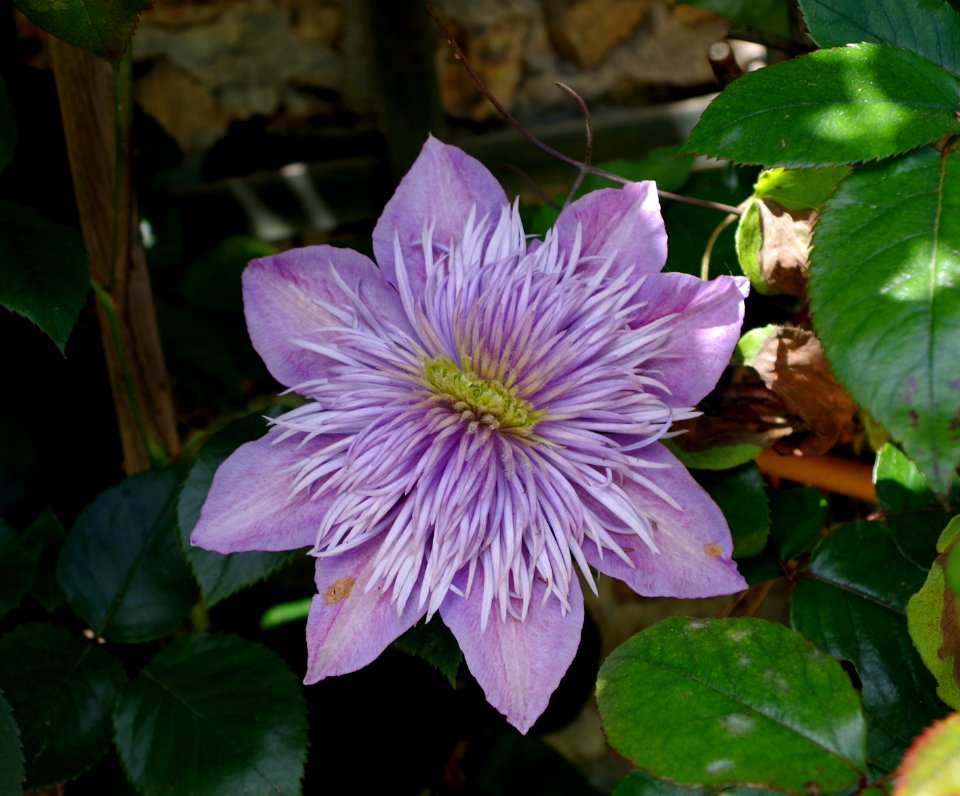 Clématite mauve