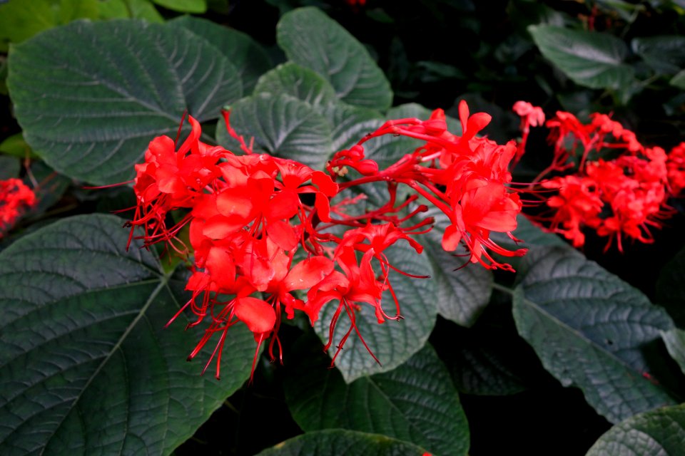 Clerodendrum speciosissimum - Brooklyn Botanic Garden - Brooklyn, NY - DSC08163