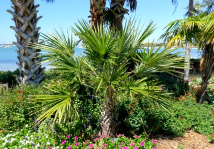 Coccothrinax spissa - Marie Selby Botanical Gardens - Sarasota, Florida - DSC01550