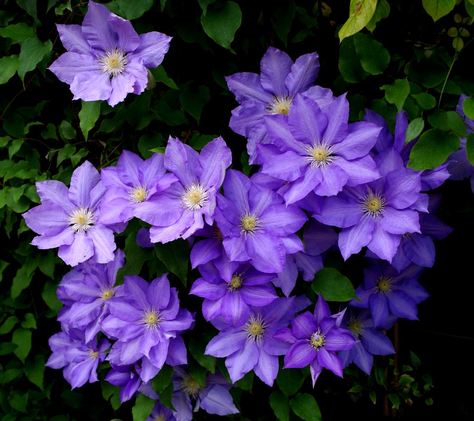 Clématites2
