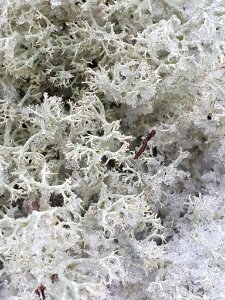 Cladonia arbuscula 110388434