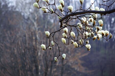 Magnolia spring republic of korea photo
