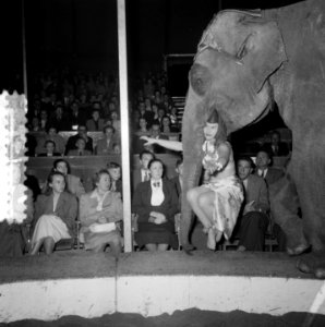 Circus Mikkenie in Turnhout Belgie, Bestanddeelnr 904-6935
