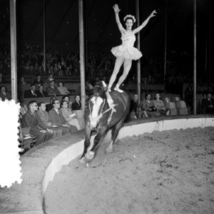 Circus Mikkenie in Turnhout Belgie, Bestanddeelnr 904-6928