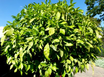 Citrus aurantium 2