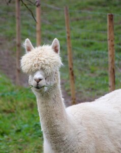 Fur head wool photo