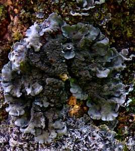 Coccocarpia pellita 11327802