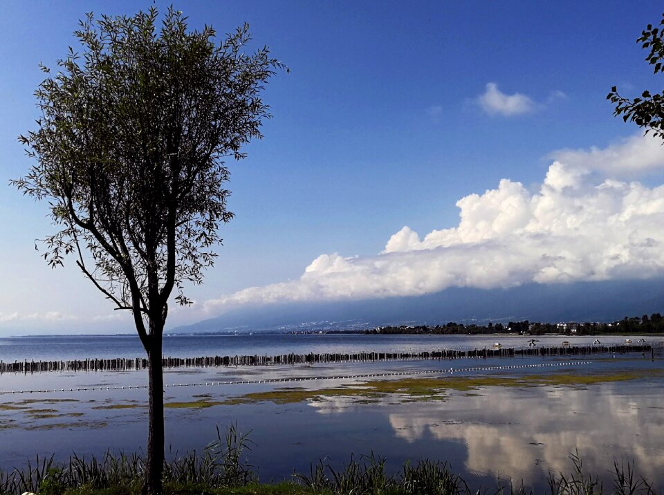 Tree cloud blue sky photo