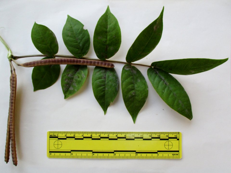 Coffee senna (Senna occidentalis) leaf & pods ruled