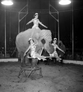 Circus Mikkenie in Turnhout Belgie, Bestanddeelnr 904-6934