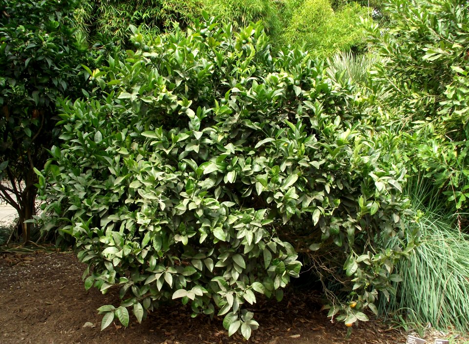 Citrus reticulata 'Honey'