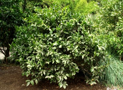 Citrus reticulata 'Honey'