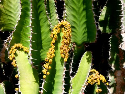 Cactus géant (détail)