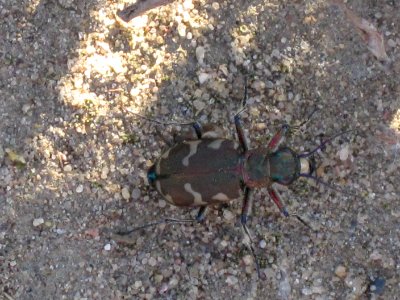 Cicindela hybrida (Tigerbeetle), Arnhem, the Netherlands