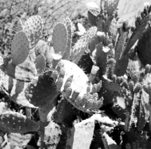 Cactussoort Sabre deze hebben stekelige vruchten met een zachte zoete kern Hie, Bestanddeelnr 255-1384