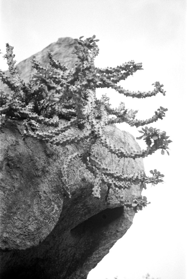 Cactus on a rock - Sunset Point - Mount Abu