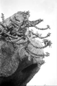 Cactus on a rock - Sunset Point - Mount Abu