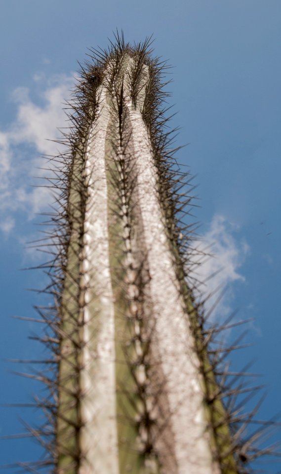 Cactus in Margarita island 2