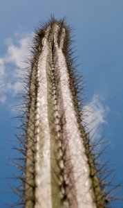 Cactus in Margarita island 2