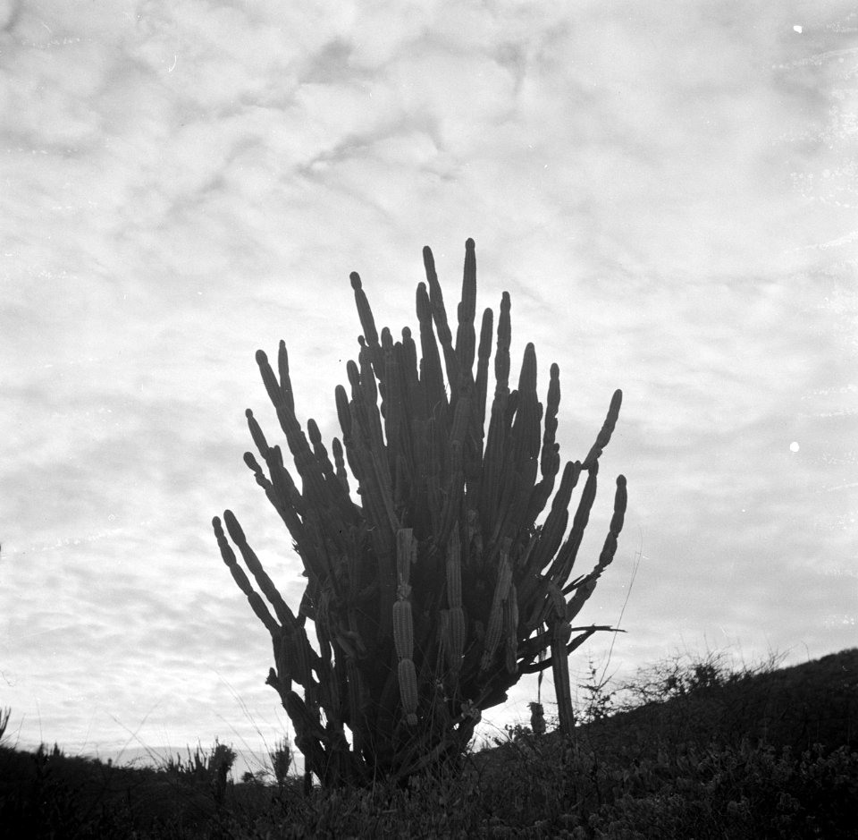 Cactus op Curaçao, Bestanddeelnr 252-7369