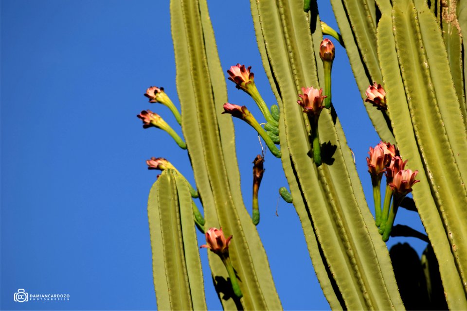 Cactus En Flor (184362353)