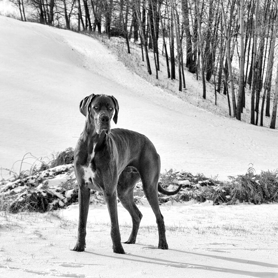 Great dane dog watches