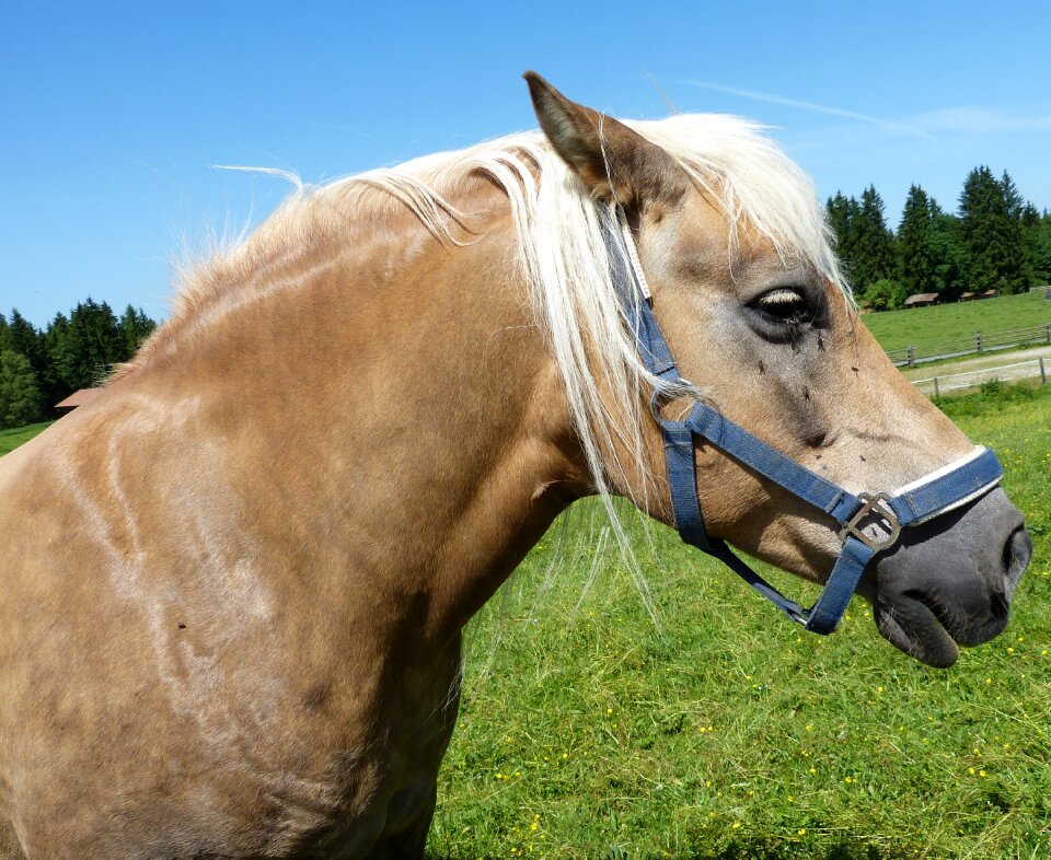 Horse head nature bridle