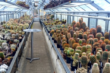 Cacti - Botanischer Garten - Heidelberg, Germany - DSC01307