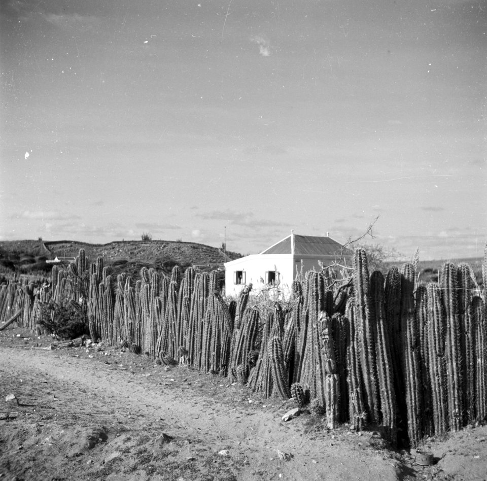 Cactussen als omheining op Aruba, Bestanddeelnr 252-1679