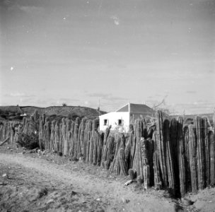 Cactussen als omheining op Aruba, Bestanddeelnr 252-1679