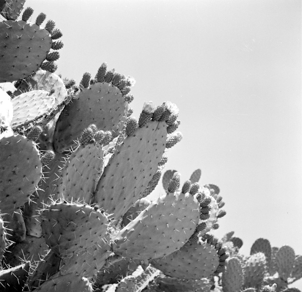 Cactussoort Sabre deze hebben stekelige vruchten met een zachte zoete kern Hie, Bestanddeelnr 255-1383